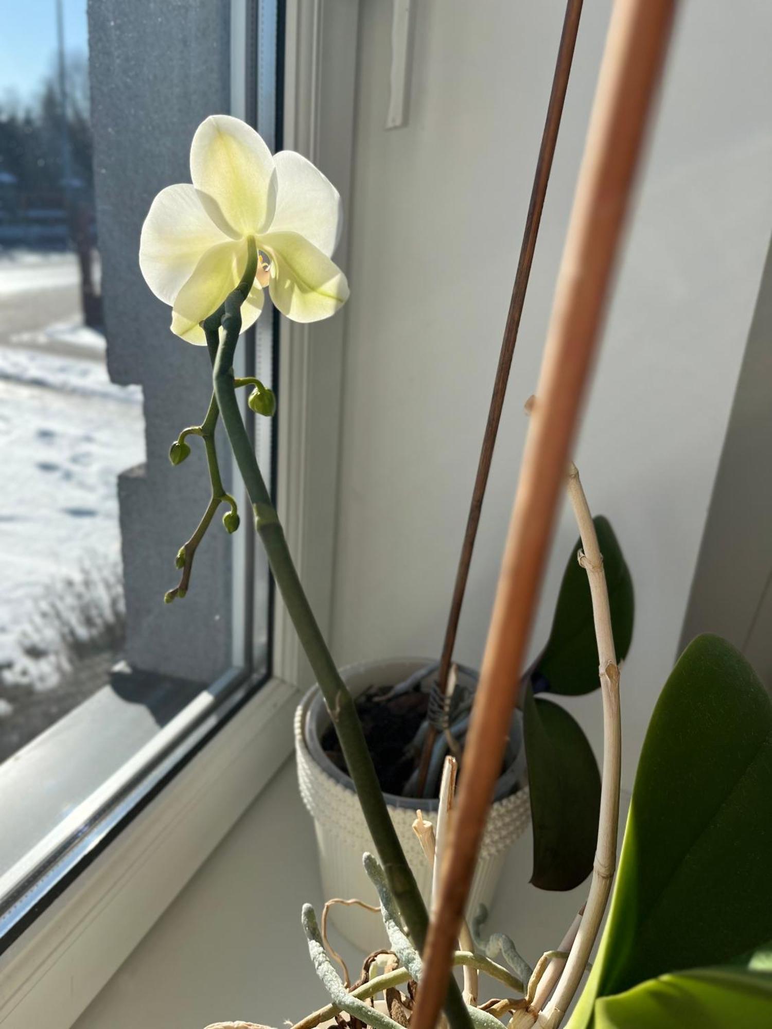 Apartament Numer 1, Dwie Sypialnie Dwa Lozka Orzysz Bagian luar foto